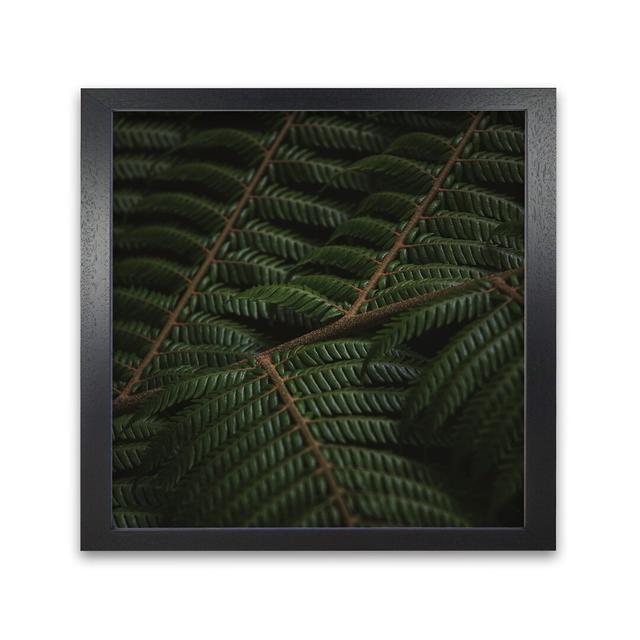 Fern 3 - Picture Frame Photograph Print on Paper Alpen Home Size: 40 cm H x 40 cm W, Frame Options: Black on Productcaster.