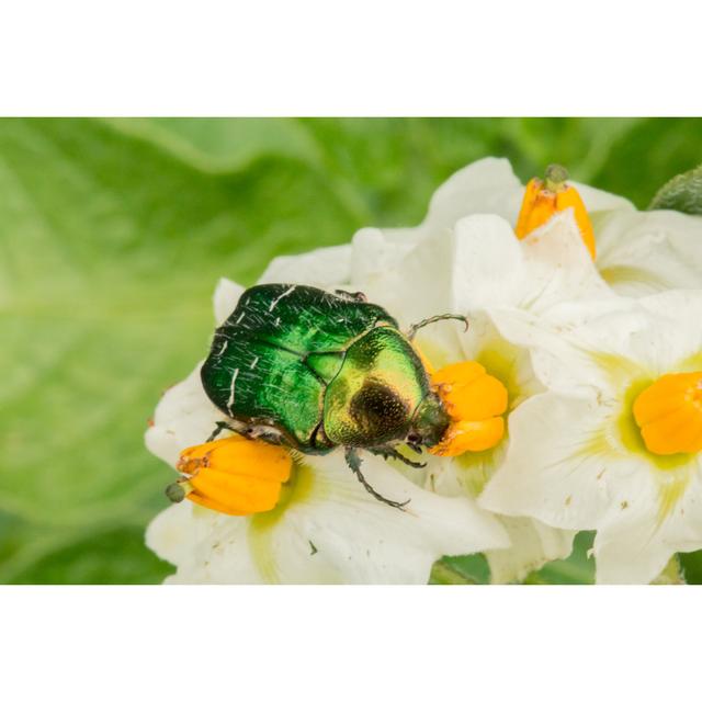 Marsden Rose Chafer - Wrapped Canvas Print Latitude Run Size: 51cm H x 76cm W x 3.8cm D on Productcaster.