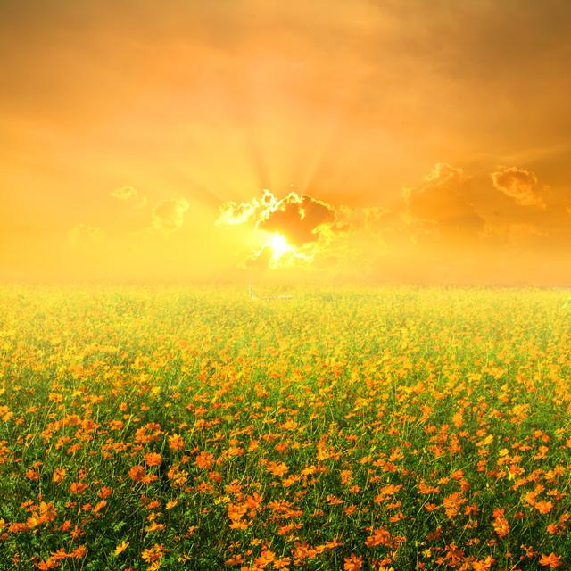 Yellow Flowers Field And Sunset Latitude Run Size: 122cm H x 122cm W 3.8cm D on Productcaster.