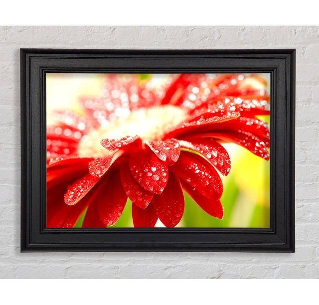 Amazing Red Flower - Single Picture Frame Art Prints Brayden Studio Size: 59.7cm H x 84.1cm W x 8cm D on Productcaster.