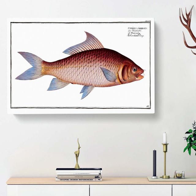 Cirrhated Carp Fish by M.E. Bloch - Wrapped Canvas Painting Print East Urban Home Size: 35cm H x 50cm W x 3cm D on Productcaster.