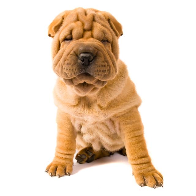 Sharpei Dog - Wrapped Canvas Print Ebern Designs Size: 30cm H x 20cm W x 3.8cm D on Productcaster.