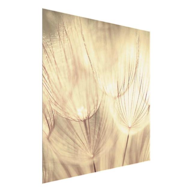 'Dandelion Close-Up' Photograph on Glass East Urban Home Size: 50 cm H x 50 cm W on Productcaster.