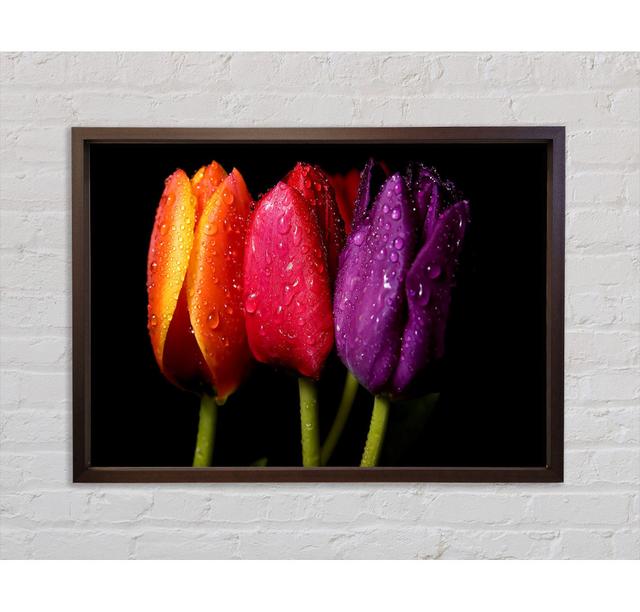 Colourful Tulips - Single Picture Frame Art Prints on Canvas Bright Star Size: 59.7cm H x 84.1cm W x 3.3cm D on Productcaster.