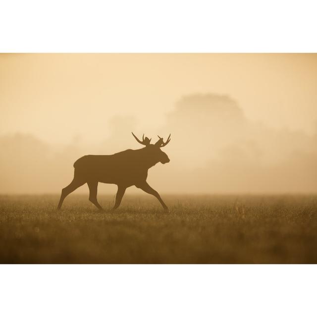 Bull Moose Silhouette - Wrapped Canvas Photograph Alpen Home Size: 81cm H x 122cm W on Productcaster.