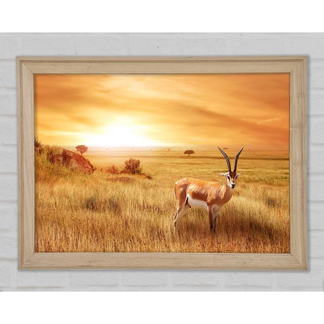 Gazelle In The Grasslands - Single Picture Frame Art Prints Gracie Oaks Size: 42cm H x 59.7cm W x 1.5cm D on Productcaster.