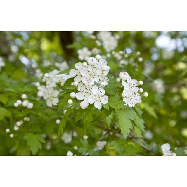 Jerrica Hawthorn Blossom Tree by Lu_Otr - Wrapped Canvas Print 17 Stories Size: 20cm H x 30cm W x 3.8cm D on Productcaster.