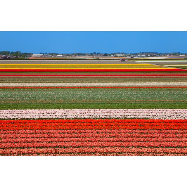 Dutch Bulb Field by Sannie32 - Wrapped Canvas Photograph 17 Stories Size: 30cm H x 46cm W on Productcaster.