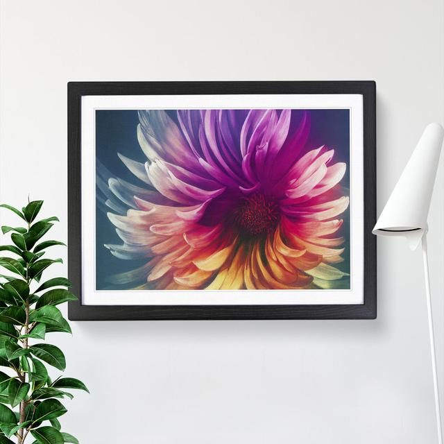 Dynamic Chrysanthemum Flower Abstract - Picture Frame Painting Marlow Home Co. Frame Colour: Black, Size: 25cm H x 34cm W x 2cm D on Productcaster.