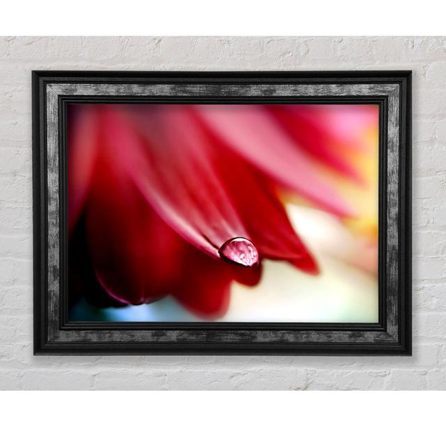 Drop On Flower Petal - Single Picture Frame Art Prints Bright Star Size: 59.7cm H x 84.1cm W x 8cm D on Productcaster.