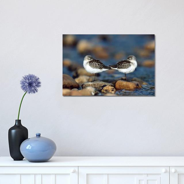 Western Sandpiper Pair Standing Back To Back With Beaks Tucked Under Wings, North America by - Wrapped Canvas Photograph Latitude Run Size: 30.48cm H on Productcaster.