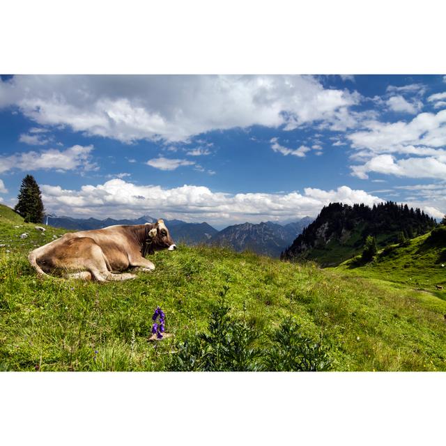 Glückliche Alpenkuh in den Lechtaler Alpen von Landschaftsfoto - Druck Brambly Cottage Größe: 80 cm H x 120 cm B on Productcaster.