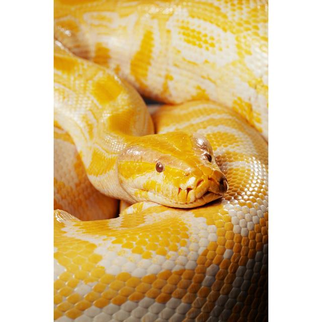 Albino Burmese Python von Ultramarinfoto - Kunstdrucke auf Leinwand ohne Rahmen Marlow Home Co. Größe: 75 cm H x 50 cm B on Productcaster.