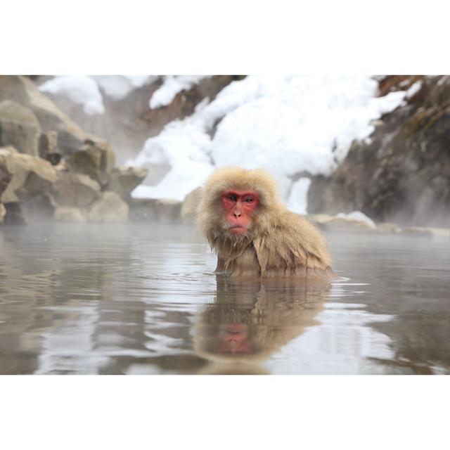 Snow Monkey by Mitchii - Wrapped Canvas Photograph Alpen Home Size: 20cm H x 30cm W on Productcaster.