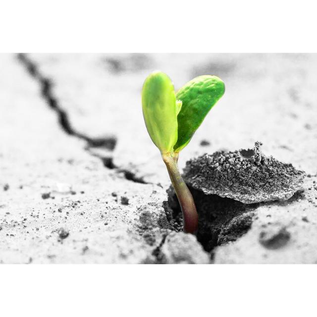 Bean Sprout Growing Through a Crack in Cement - Wrapped Canvas Photograph Ebern Designs Size: 81cm H x 122cm W on Productcaster.