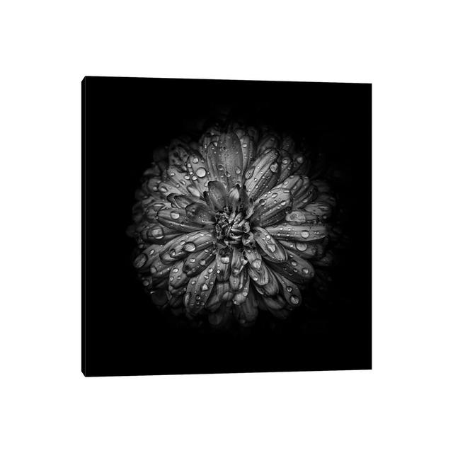 Black And White Mum IV by Brian Carson - Wrapped Canvas Print Ebern Designs Size: 45.72cm H x 45.72cm W x 1.91cm D on Productcaster.