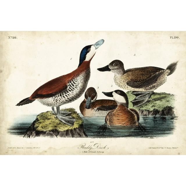 Audubon Ducks II by John Audubon - Wrapped Canvas Painting Brambly Cottage Size: 30cm H x 46cm W on Productcaster.