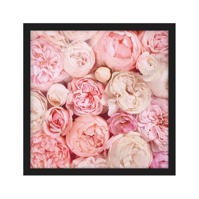 Roses Coral Shabby - Picture Frame Graphic Art Mercer41 Size: 50cm H x 50cm W x 2cm D, Frame Option: Black Framed on Productcaster.