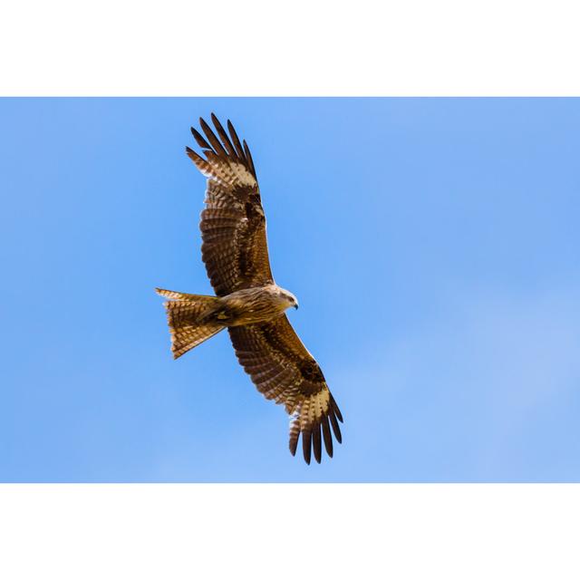 Flying Falcon - Wrapped Canvas Print Alpen Home Size: 51cm H x 76cm W x 3.8cm D on Productcaster.