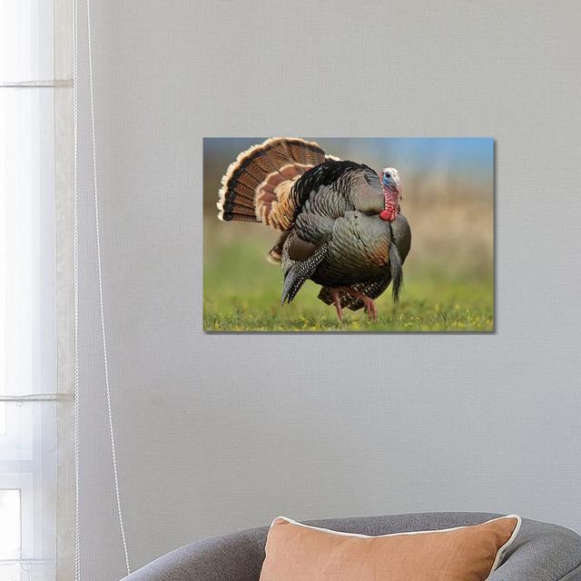 Wild Turkey Male In Courtship Display, Palo Duro Canyon State Park, Texas II by Tim Fitzharris - Gallery-Wrapped Canvas Giclée on Canvas Ebern Designs on Productcaster.