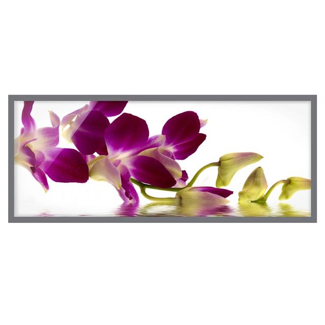 Pink Orchid Waters - Picture Frame Graphic Art Ebern Designs Size: 40cm H x 100cm W x 2cm D, Frame Option: Grey Framed on Productcaster.