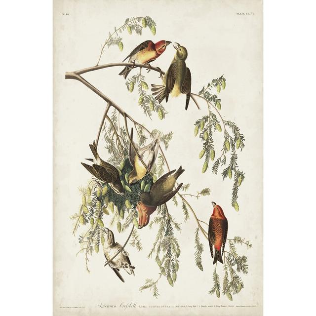 Pl 197 American Crossbill by John Audubon - Wrapped Canvas Painting Marlow Home Co. Size: 91cm H x 61cm W on Productcaster.