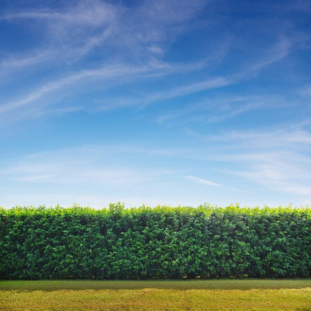 Garden Hedge by Turnervisual - Wrapped Canvas Print 17 Stories Size: 51cm H x 51cm W on Productcaster.