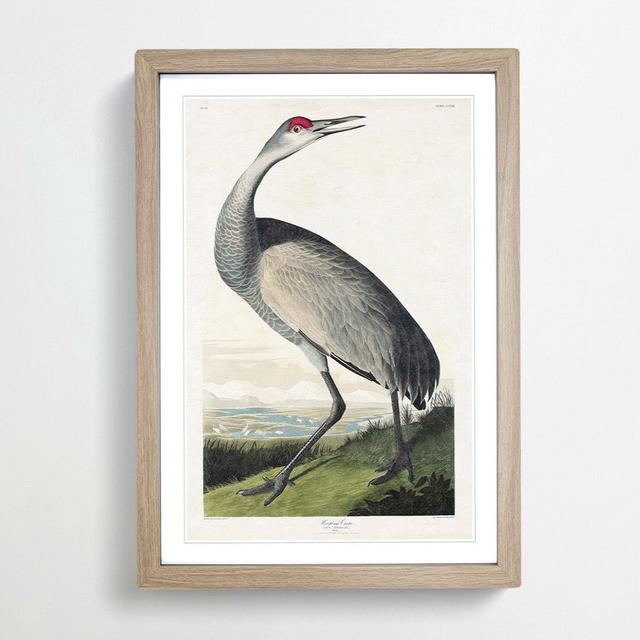 Hooping Crane by John Audubon - Picture Frame Painting Print East Urban Home Size: 65cm H x 48cm W x 2cm D, Frame Option: Oak Framed on Productcaster.