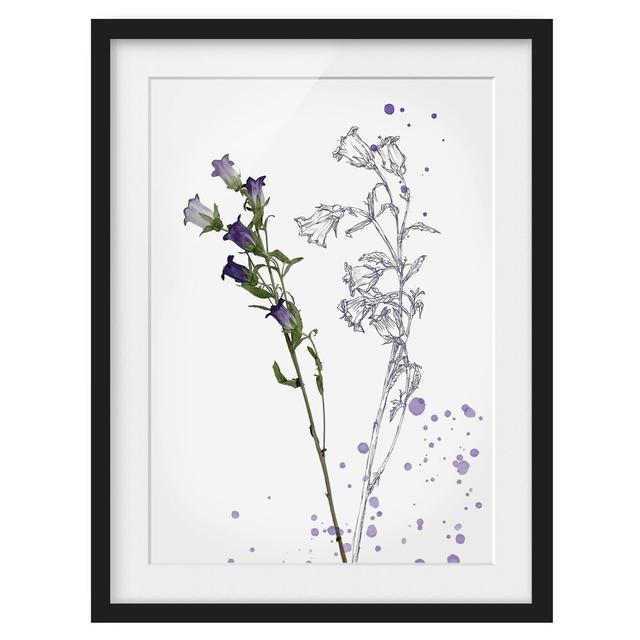 Botanical Watercolour - Bellflower - Picture Frame Painting Rosalind Wheeler Frame Option: Black Framed, Size: 70cm H x 50cm W x 2cm D on Productcaster.