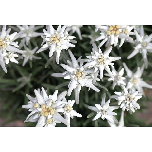 Rare Flower Edelweiss by Aloha_17 - No Frame Print on Canvas 17 Stories Size: 61cm H x 91cm W on Productcaster.