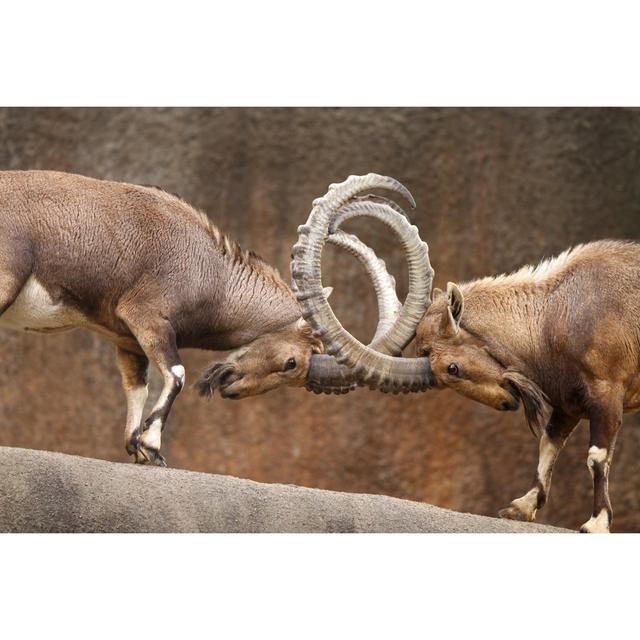 Wild Goats Fighting by Wingbeats551 - Wrapped Canvas Photograph Natur Pur Size: 81cm H x 122cm W on Productcaster.