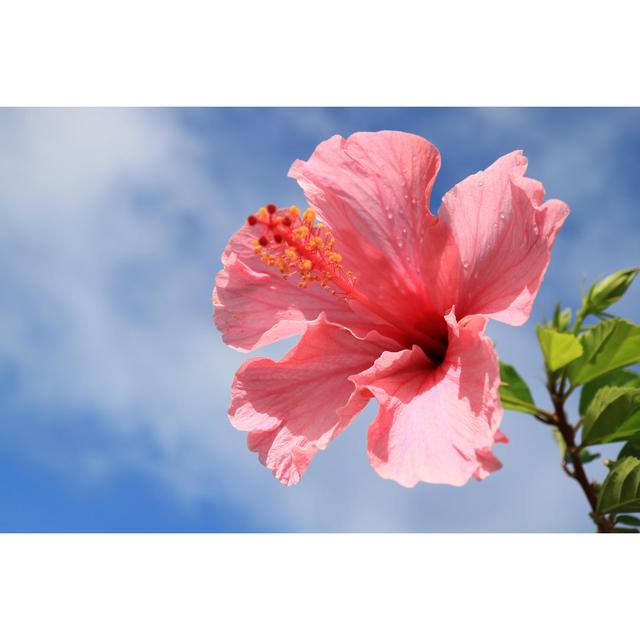 Linlin Pink Hibiscus - Wrapped Canvas Photograph Bay Isle Home Size: 30cm H x 46cm W x 3.8cm D on Productcaster.