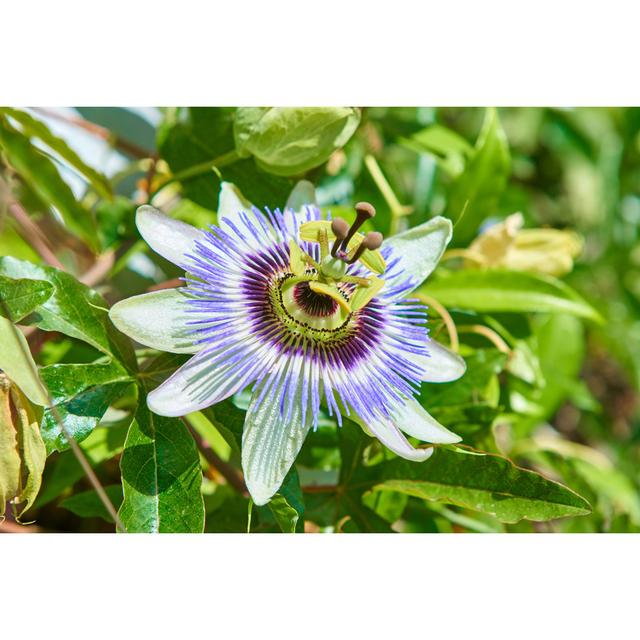 Passion Fruit Flower by Imv - Print Marlow Home Co. Size: 40cm H x 60cm W on Productcaster.