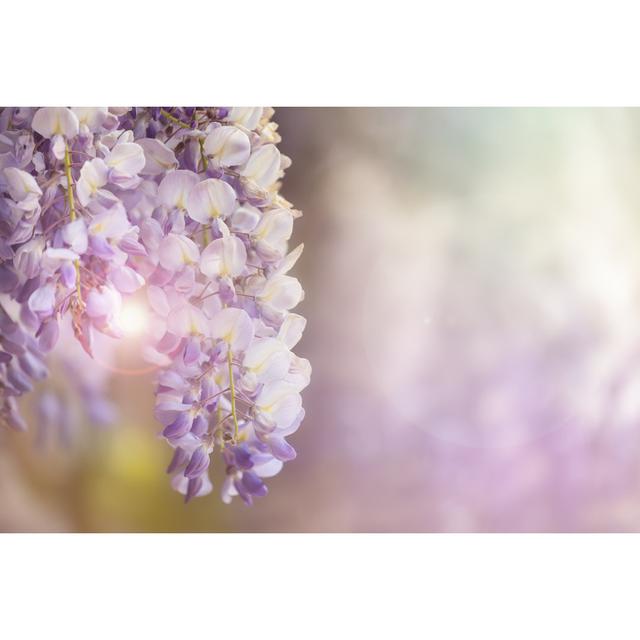 Wisteria Flowers in Sunlight by Rixipix - Wrapped Canvas Photograph 17 Stories Size: 61cm H x 91cm W x 3.8cm D on Productcaster.