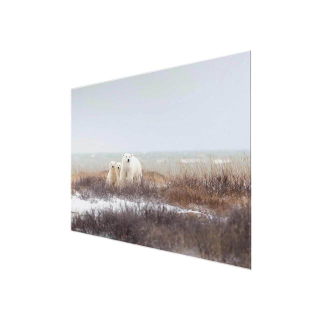 Polar Bear and Its Cubs - Photograph Print on Glass East Urban Home Size: 60cm H x 90cm W x 0.4cm D on Productcaster.