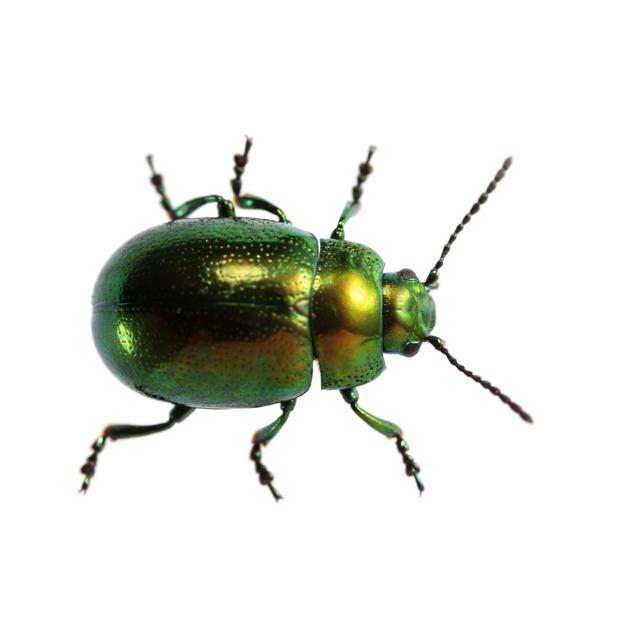 Isolated Beetle by Arlindo71 - Print Brambly Cottage Size: 81cm H x 122cm W on Productcaster.