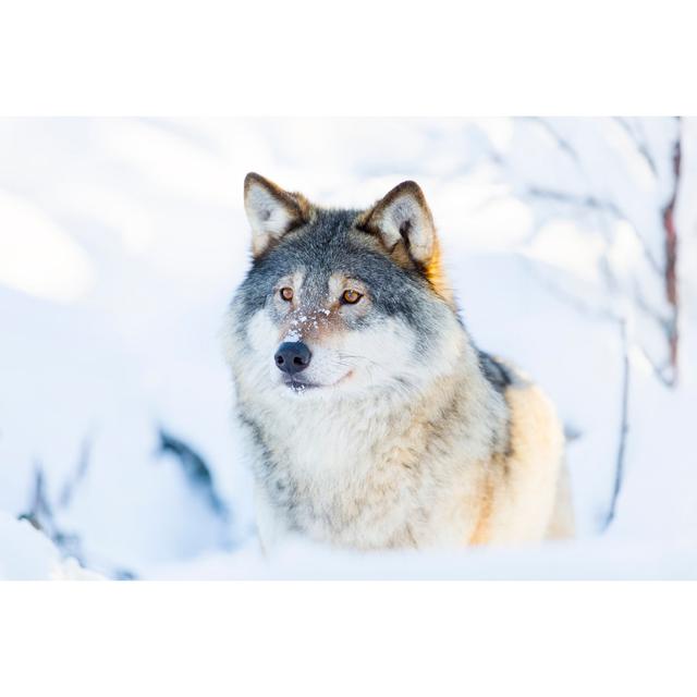 Close-up of a Wolf Standing in the Snow by Kjekol - Photograph Ebern Designs Size: 20cm H x 30cm W x 3.8cm D on Productcaster.