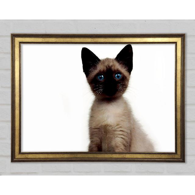 Kitten Mischief - Single Picture Frame Art Prints Ebern Designs Size: 42cm H x 59.7cm W x 1.5cm D on Productcaster.