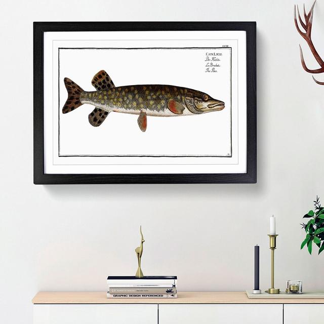 Pike Fish by M.E. Bloch - Picture Frame Painting Print East Urban Home Frame Option: Black Framed, Size: 27cm H x 36cm W x 2cm D on Productcaster.