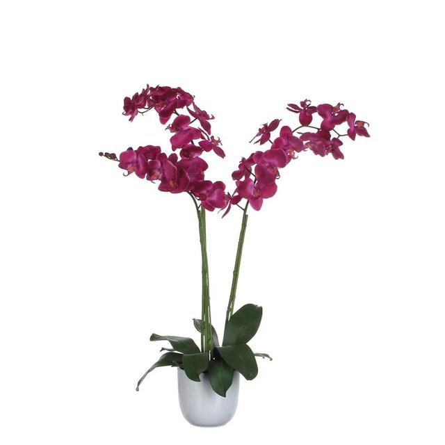 Orchid Arrangement in Pot The Seasonal Aisle Flower Colour: Purple on Productcaster.