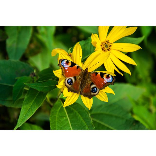 Morrice European Peacock Butterfly by Dariusz Banaszuk - Wrapped Canvas Photograph Brambly Cottage Size: 30cm H x 46cm W x 3.8cm D on Productcaster.