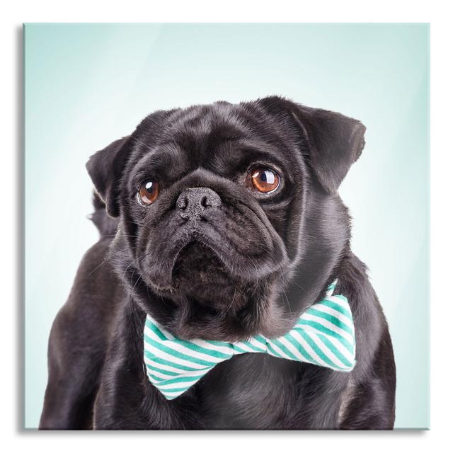 Funny Pug with Bow Tie - Unframed Photograph on Glass Ebern Designs Size: 80cm H x 80cm W x 0.4cm D on Productcaster.