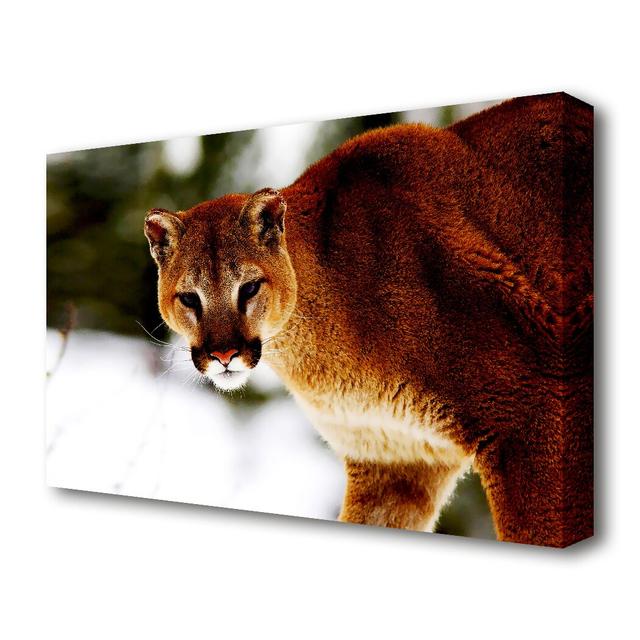 Florida Panther in the Snow Wildlife - Wrapped Canvas Photograph Print East Urban Home Size: 81.3 cm H x 121.9 cm W on Productcaster.