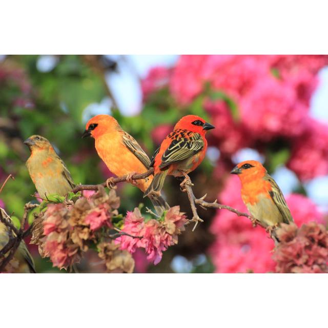 Wilen Cardinal Birds in Seychelles - Wrapped Canvas Photograph ClassicLiving Size: 30cm H x 46cm W x 3.8cm D on Productcaster.