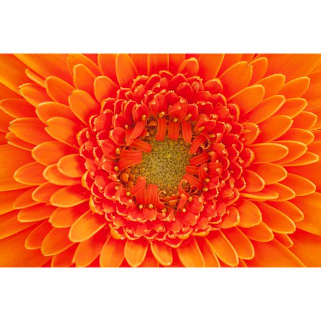 Lavere Orange Gerbara Macro - Wrapped Canvas Painting 17 Stories Size: 20cm H x 30cm W x 3.8cm D on Productcaster.