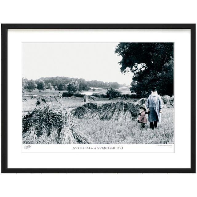 Coltishall, A Cornfield 1902 by Francis Frith - Single Picture Frame Print The Francis Frith Collection Size: 60cm H x 80cm W x 2.3cm D on Productcaster.