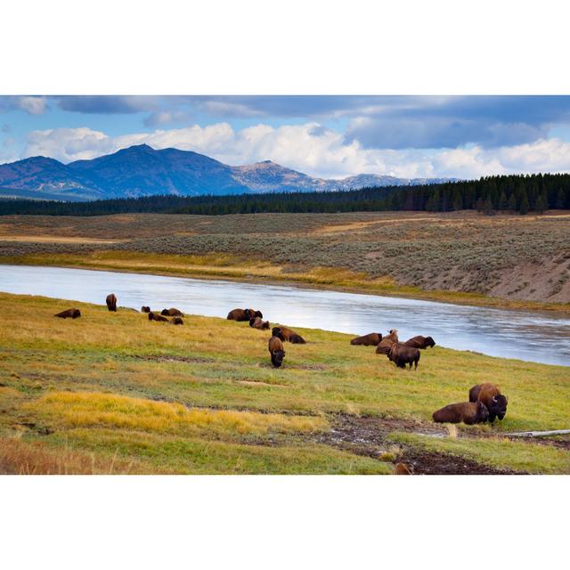 Wild Bison Roam Free Beneath Mountains In Yellowstone National Park by JamesBrey - No Frame Art Prints on Canvas Natur Pur Size: 61cm H x 91cm W on Productcaster.