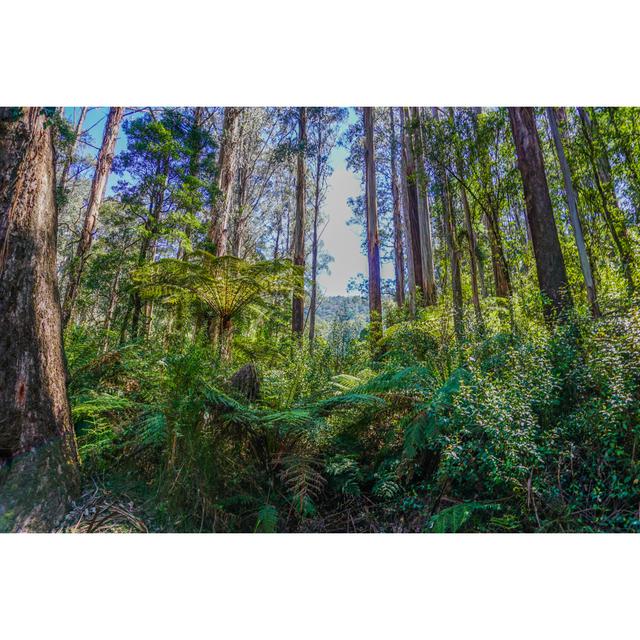 Rainforest In Australia by Akatjomar - Wrapped Canvas Print Alpen Home Size: 20cm H x 30cm W on Productcaster.