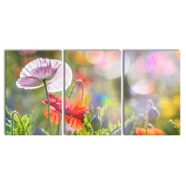 Californian Poppies in Spring - 3 Piece Wrapped Canvas Photograph Print Set East Urban Home Size: 240 cm H x 120 cm W x 2.4 cm D on Productcaster.