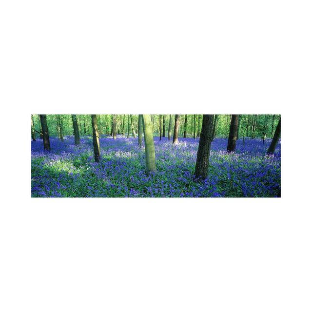 Bluebells In A Forest, Charfield, Gloucestershire, England Union Rustic Size: 60.96cm H x 182.88cm W x 3.81cm D on Productcaster.